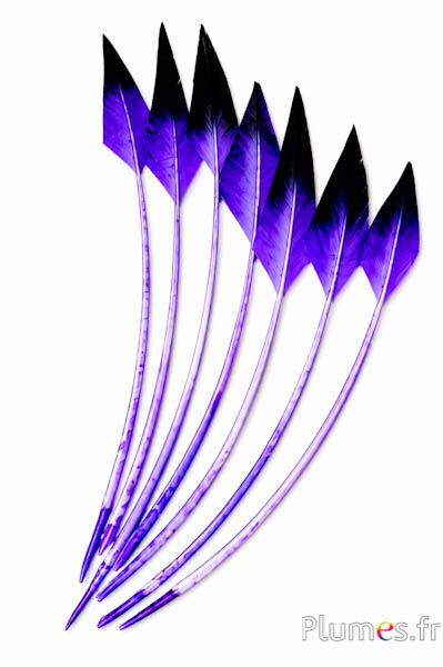 Cigno freccia - 28-33 cm - viola-nero